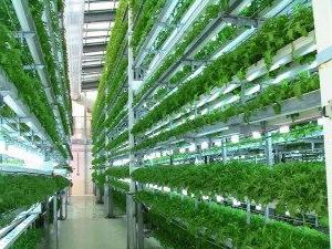 Hydroponics: što je to? Pro i kontra ovog sustava