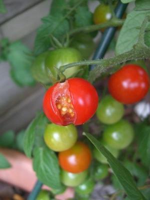 zašto su rajčice pukne na grmlju