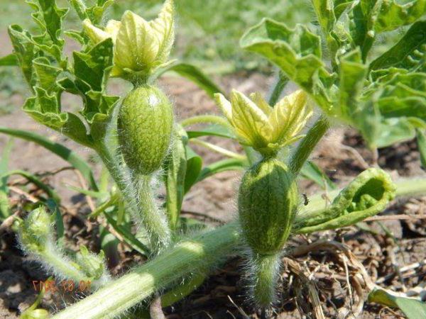 Raznolikost lubenica Kholodok: opis, značajke uzgoja, fotografija
