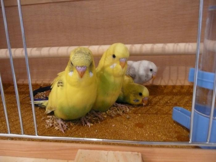 Kućni ljubimci: valoviti papagaj - održavanje i njegu