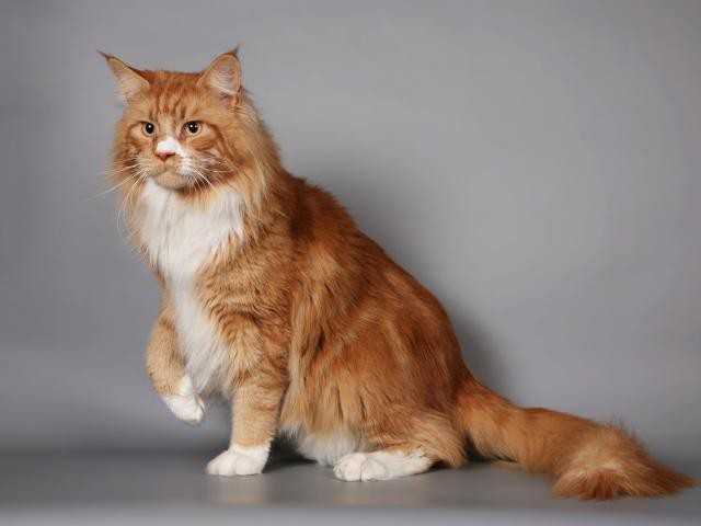 maine coon crvena