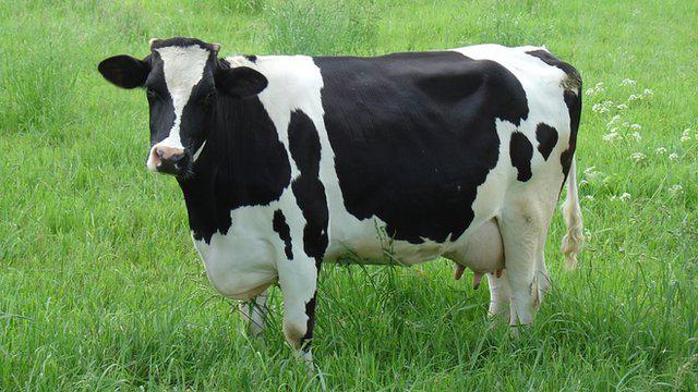 koliko krava daje mlijeko i evidenciju