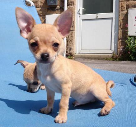 Chihuahua standardna pasmina fotografija