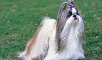 Shi Shi Tzu