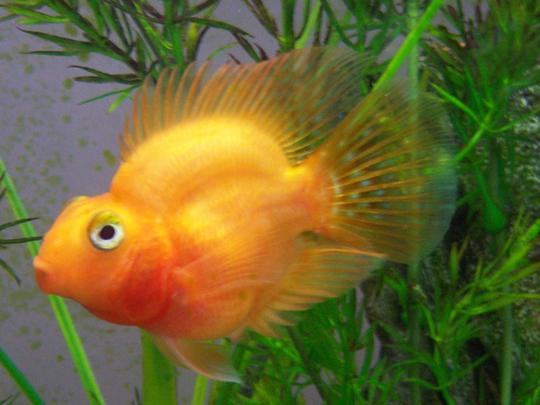 Iznenađujuće lijepa akvarijska ribica - papiga cichlid