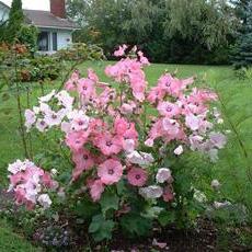 Cvjetni mallow - ukrasna biljka u vašoj kući