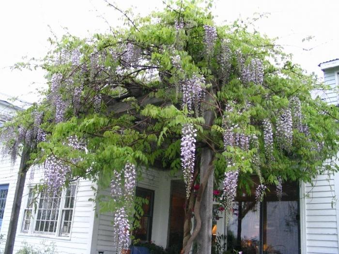 Wisteria u predgrađima - nova sorta