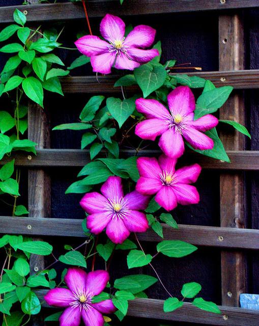 trellis za clematis