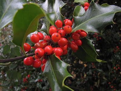 Zajednički cotoneaster kao element u pejzažnom dizajnu