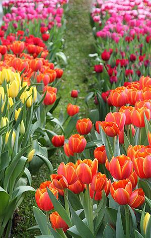Kada treba kopati žarulje tulipana na vrijeme?