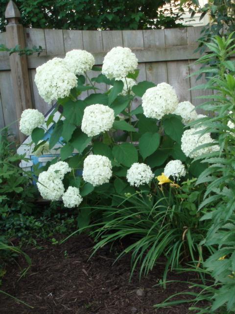 Hortensia u Sibiru