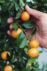 Kumquat: raste kod kuće