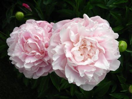 Pravilna briga za peonies u jesen