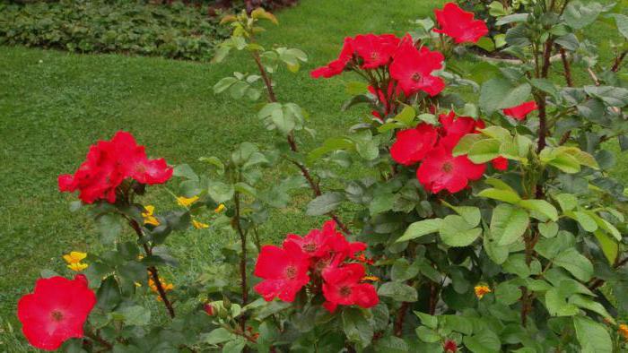 Rosa Robusta: sadnja i njegu