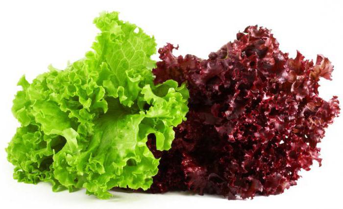 vrste listova salate