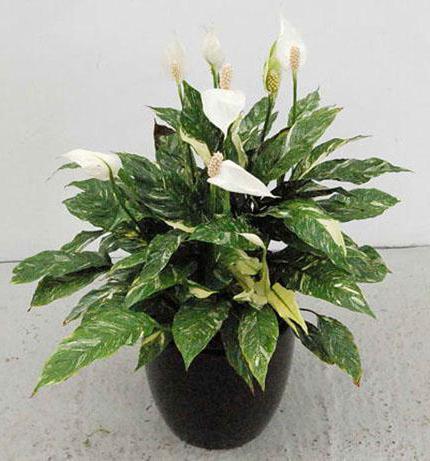 Spathiphyllum Domino: brigu o biljci