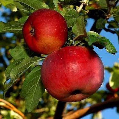 Jabuke "aport" jabuke simbol su Kazahstana