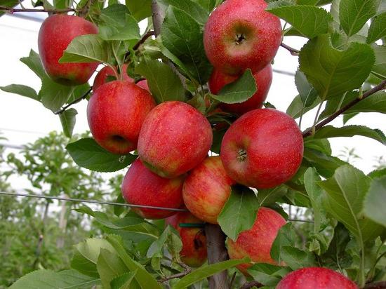 Apple stabla dekorativni u krajoliku dizajn