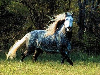 San: što sanjaju konj ili konj
