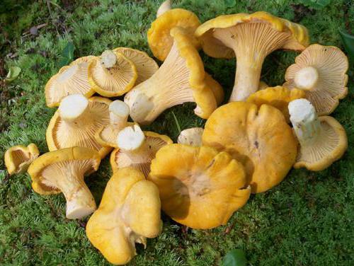 roe chanterelle recept