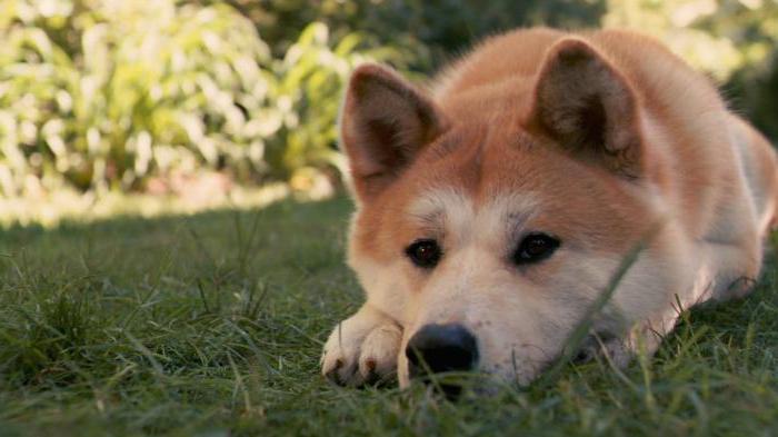 hachiko glumci