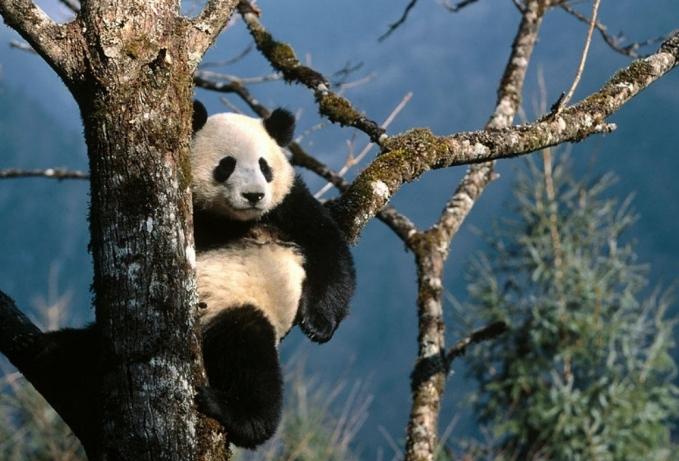 Znaš li gdje živi panda?