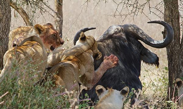 Poslijepodne lov na afričke lavove