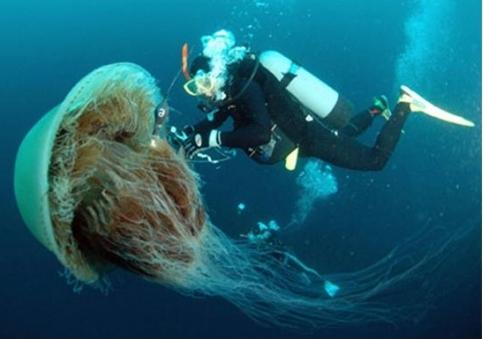 Arctic meduza - najveći meduza na svijetu