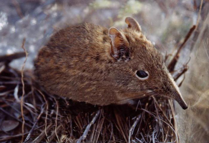 Shrew je sitan: stanište i zanimljive činjenice