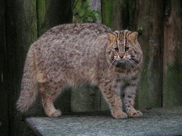 Mačaka dalekog istoka leopard