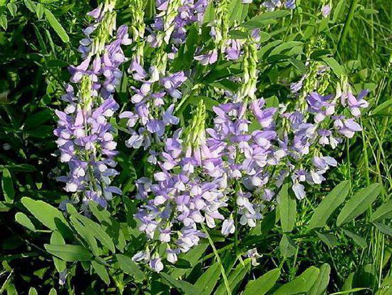 Glega officinalis: opis, uporaba, kontraindikacije, recepta