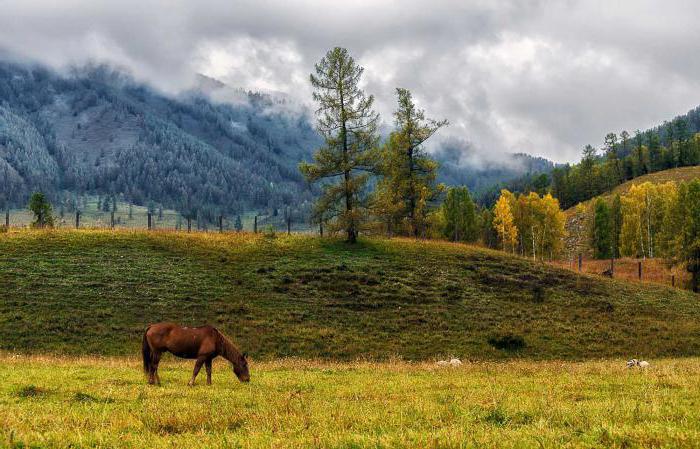 Altai teritorija