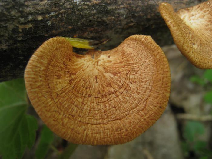 Gljive u regiji Samara: savjeti za odabir gljiva