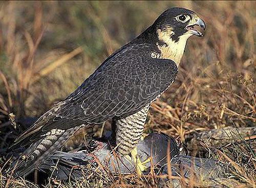 Peregrine Falcon: opis i fotografija