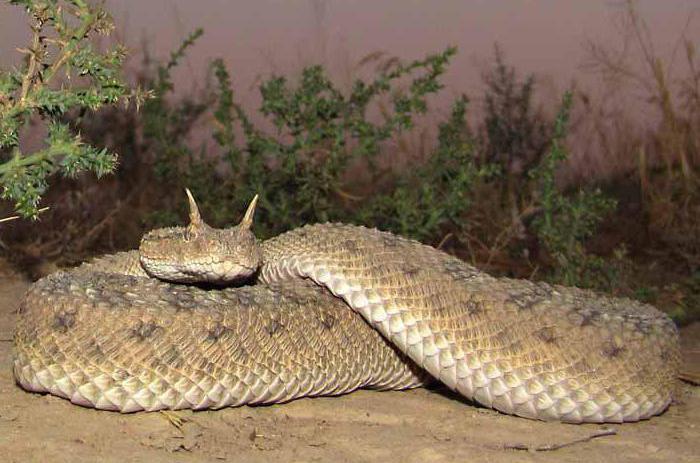 Horned viper: opis, stanište, način života