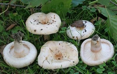 Gljiva je slična gljivi