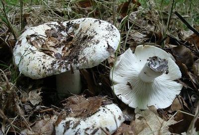 Jestive gljive, slične gljivi