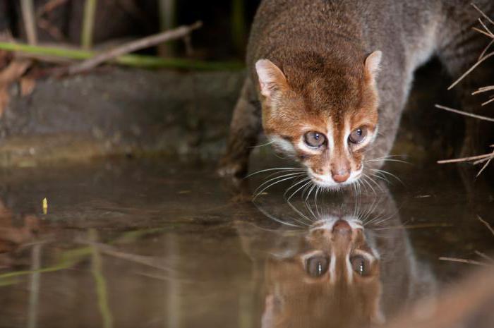 Sumatranska mačka fotografija