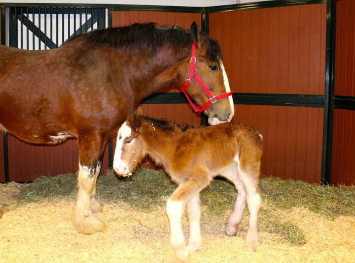 Čežnja je beba konja. Izlazak u svjetlost, razvoj