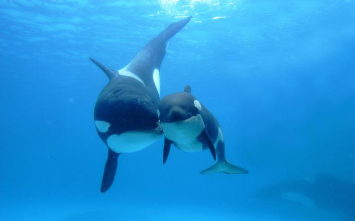 Životinja u oceanu. Fauna svjetskog oceana