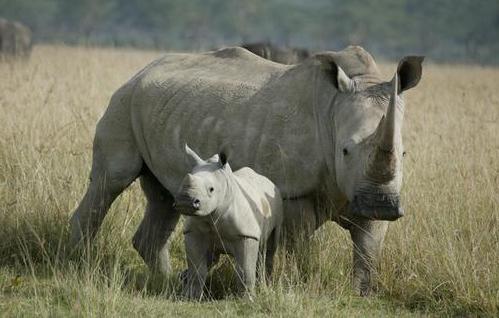Život bijelog rinocerusa. Maksimalna težina bijelog nosoroga