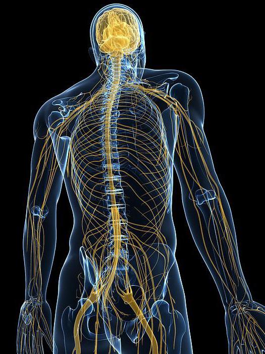 Kao što je osoba uređena: vanjska i unutarnja struktura ljudskog tijela