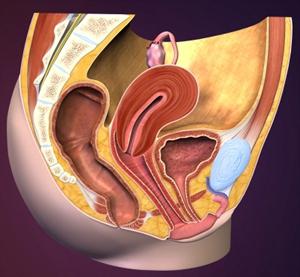 anatomija ženskih spolnih organa