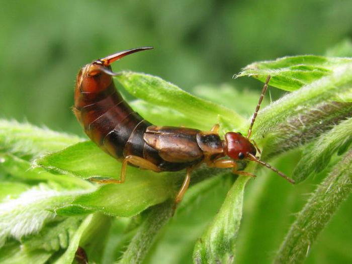 Krilati insekti: opis, značajke, vrste i klasifikacija