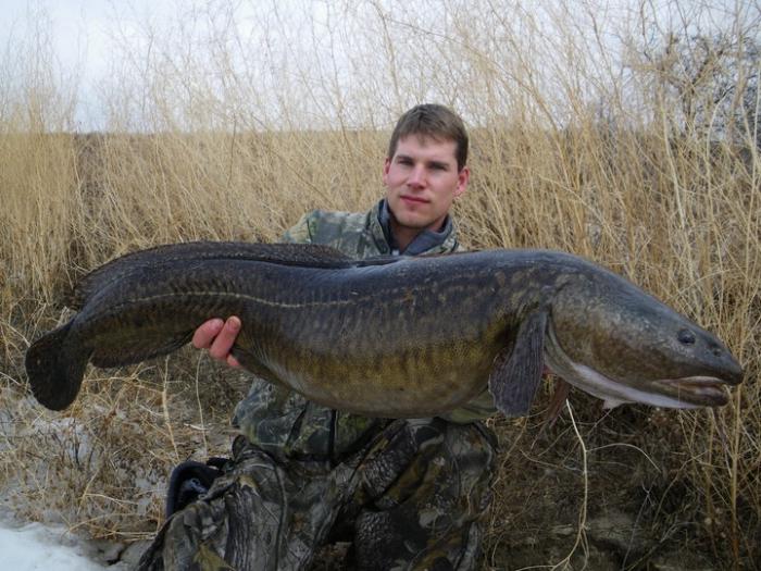 Prekrasna burbot: kako uhvatiti i kada