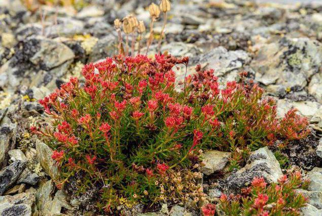 Crvena četka: ljekovita svojstva i kontraindikacije, recenzije, fotografije