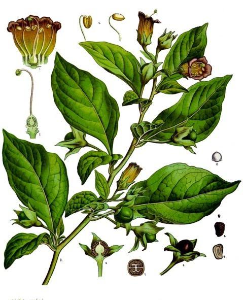 Tvornica je belladonna. Homeopatija i tradicionalna medicina