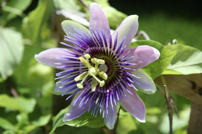 passionflower tablet korisnički priručnik