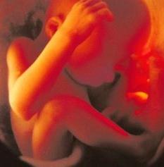 Je li štetan za fetus u drugom tromjesečju?